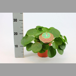 Pilea peperomioides