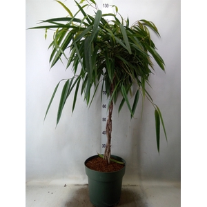Ficus binn. 'Alii'