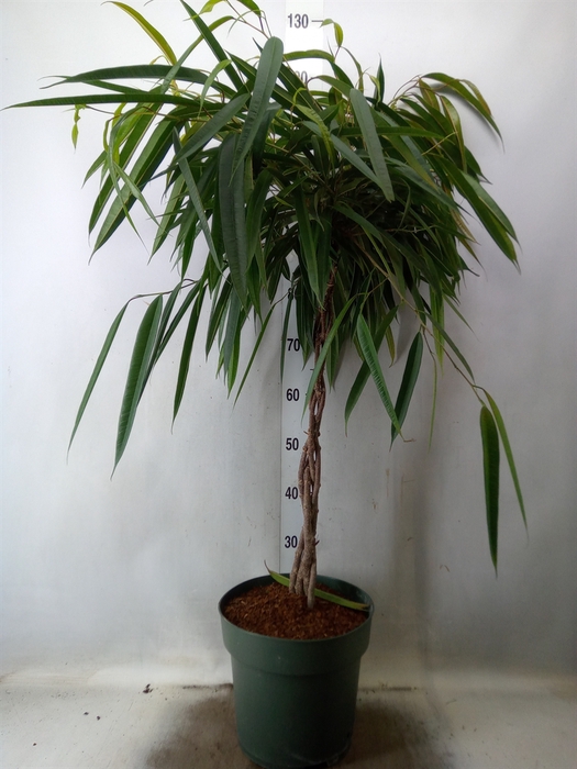 <h4>Ficus binn. 'Alii'</h4>