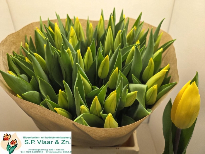 <h4>TU EN STRONG GOLD</h4>