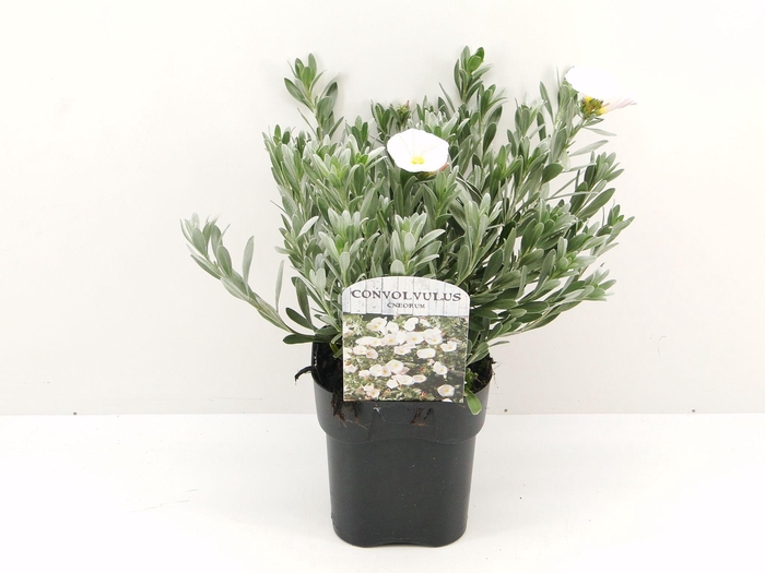 <h4>Convolvulus cneorum</h4>