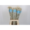 Amaranthus Yearming Desert