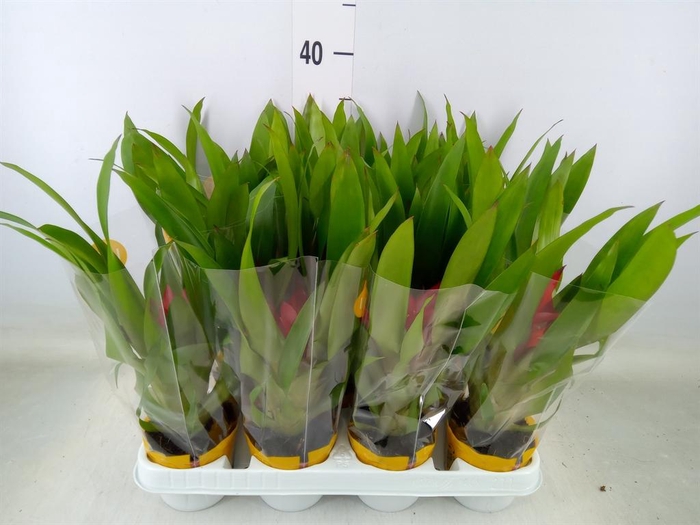 <h4>Guzmania 'Blitz'</h4>