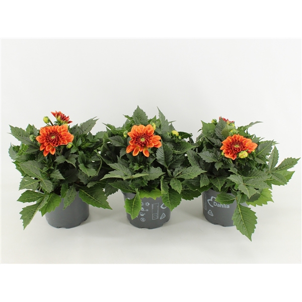 <h4>Dahlia Dalina Maxi Emilio</h4>