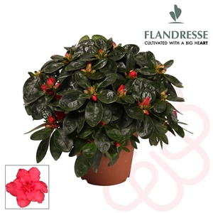 Azalea Flandresse® 'rood' 22 - 25 cm