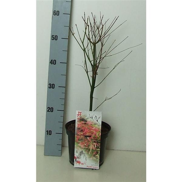 <h4>Acer palmatum 'Asahi-zuru' P19 Full CC</h4>