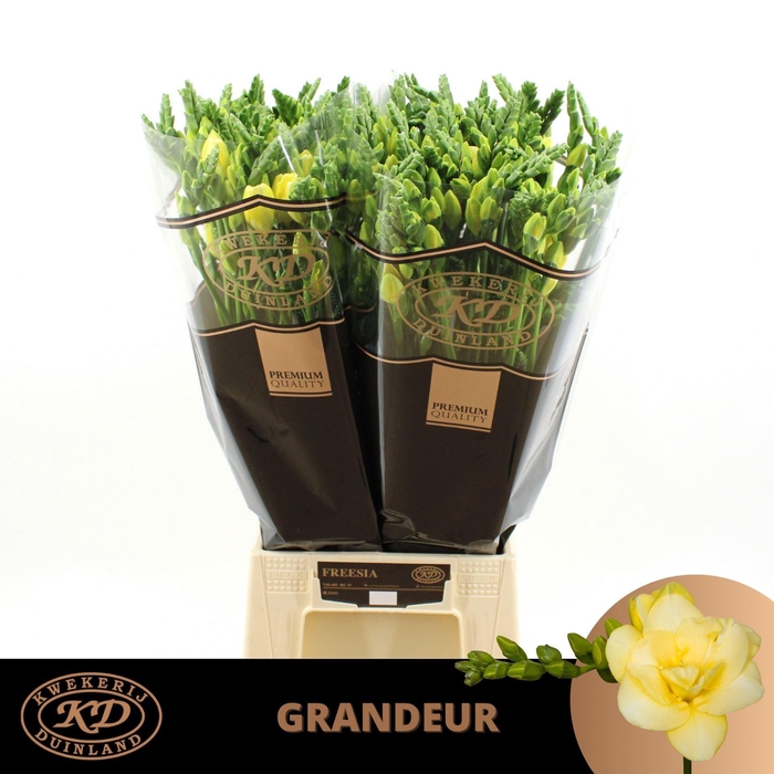 <h4>Freesia du Grandeur</h4>