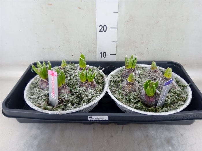 <h4>Arr. Hyacinthus L%</h4>