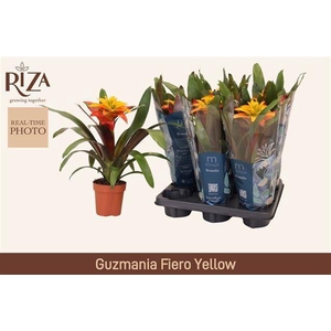GUZM FIERO YELLOW