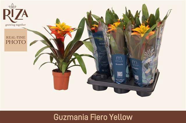 <h4>GUZM FIERO YELLOW</h4>