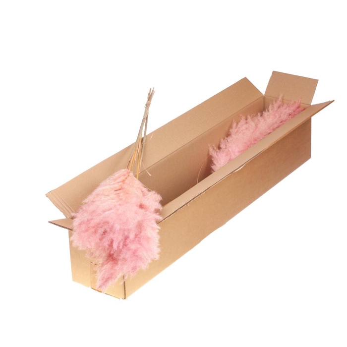 Cortaderia Plum 115cm Medium 5pc Sb Pink Misty