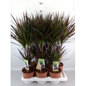 Dracaena marg. 'Magenta'