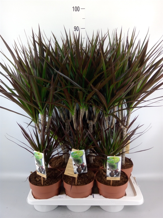 <h4>Dracaena marg. 'Magenta'</h4>