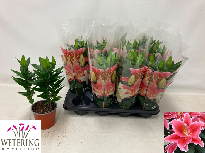 <h4>LIL OR AFTER EIGHT</h4>