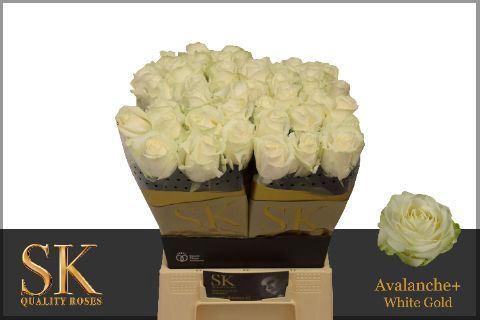 <h4>ROSA GR 'AVALANCHE'</h4>