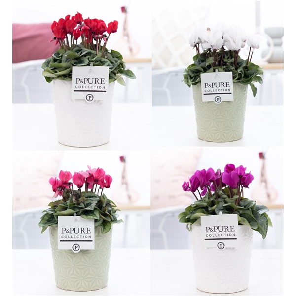 <h4>Cyclamen SS Picasso Mix in Juliette Ceramics. PC</h4>