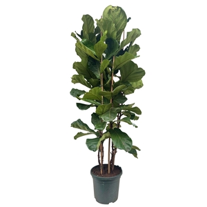 Ficus lyrata