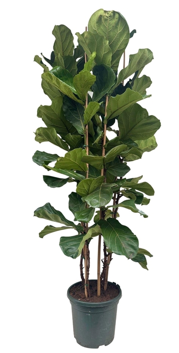 <h4>Ficus lyrata</h4>