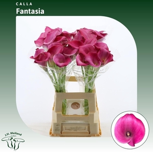 Calla Fantasia