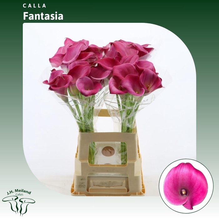 <h4>Calla Fantasia</h4>