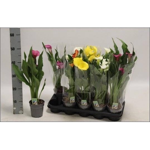 .Zantedeschia gemengd