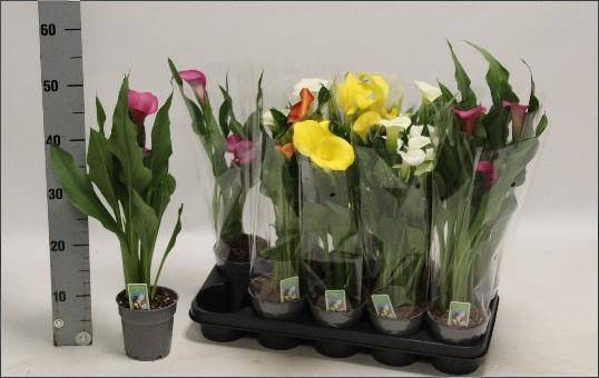 <h4>.Zantedeschia gemengd</h4>
