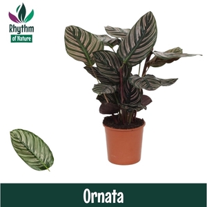 Calathea 14cm Ornata Rhythm of Nature