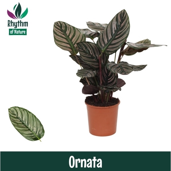 <h4>Calathea 14cm Ornata Rhythm of Nature</h4>