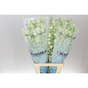 Delph El Guardian White