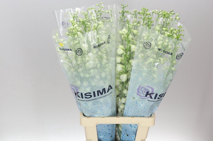 <h4>Delph El Guardian White</h4>