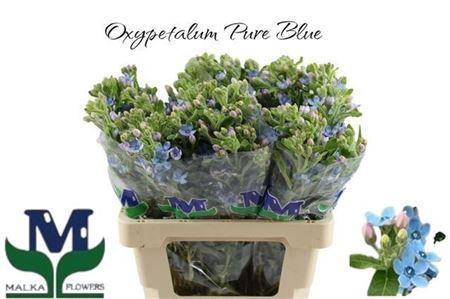 <h4>Oxypetal Tan Pur Blu</h4>