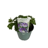 Geranium Rozanne