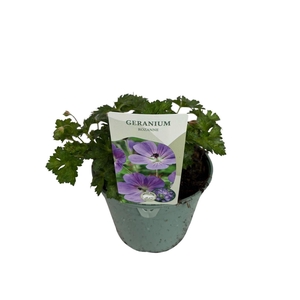 Geranium Rozanne