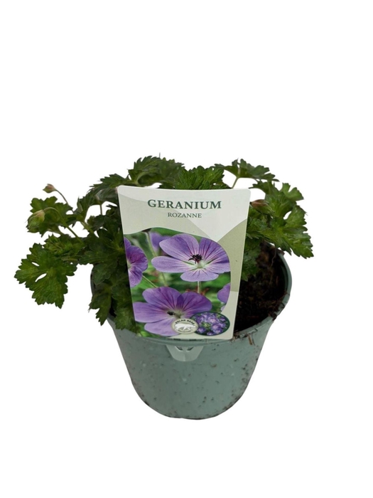 <h4>Geranium Rozanne</h4>