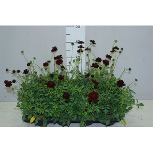 Cosmos Atrosanguineus Choclat