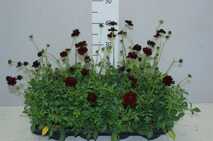 <h4>Cosmos Atrosanguineus Choclat</h4>