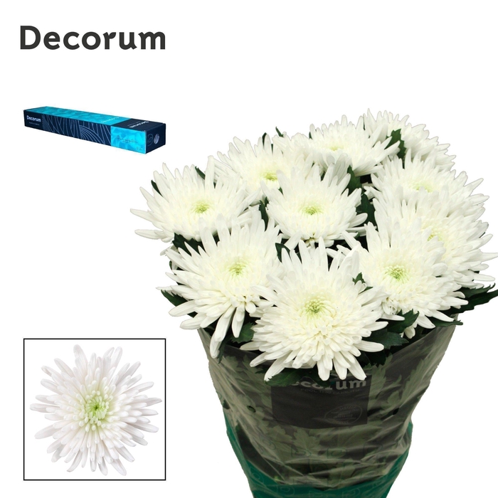 Chrysanthemum (Indicum Grp) geplozen Topspin