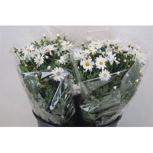 Margriet White Extra P Stem