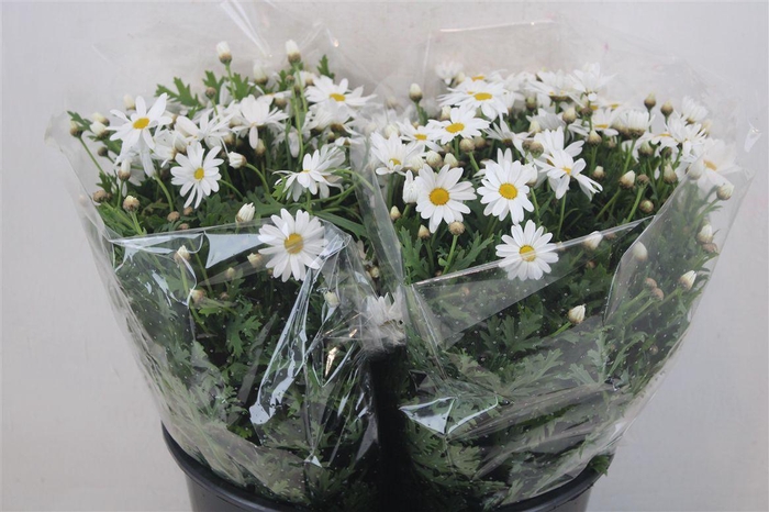 <h4>Margriet White Extra P Stem</h4>