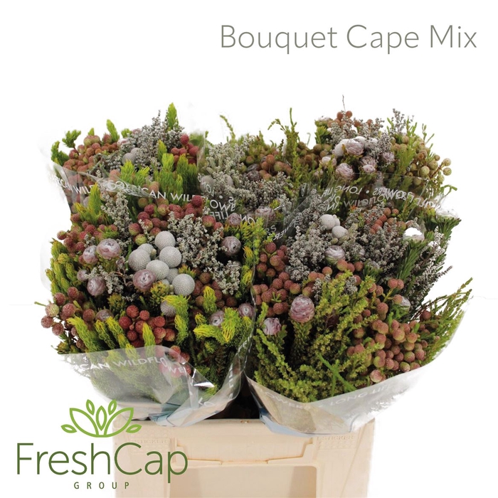 <h4>Bouquet Cape Mix</h4>