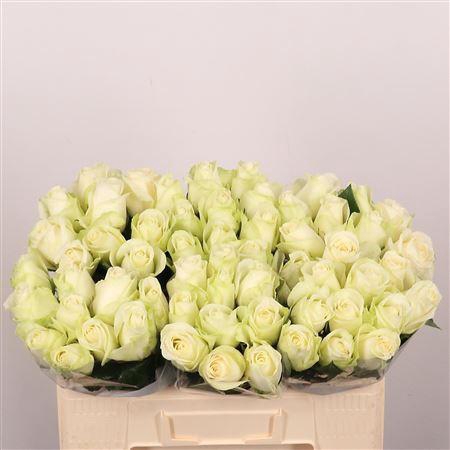 <h4>R Gr Snowstorm+</h4>