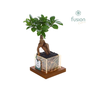 Acryl bakje LED met Ficus Ginseng