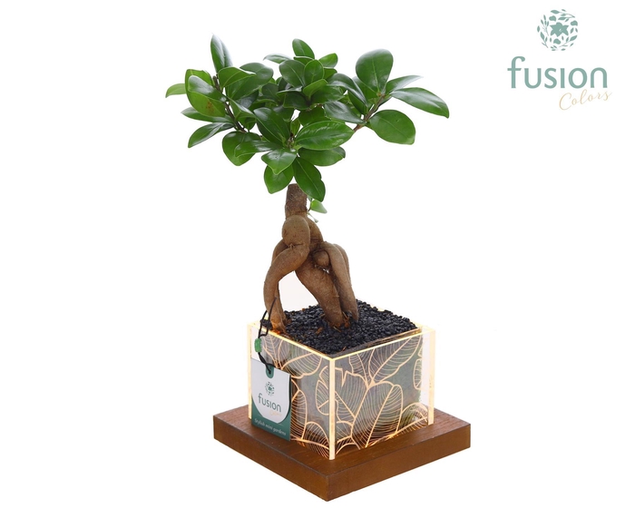<h4>Acryl bakje LED met Ficus Ginseng</h4>