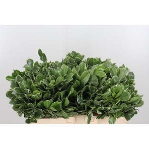 Pittosporum Ilan