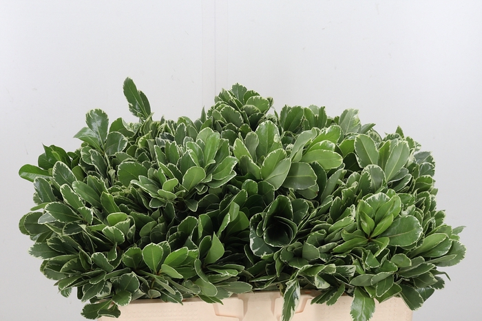 <h4>Pittosporum Ilan</h4>