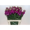 Matthiola Iron Rose