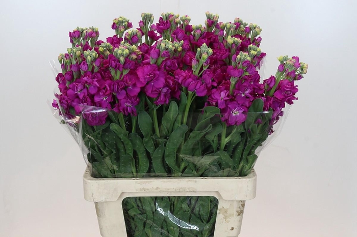 <h4>Matthiola Iron Rose</h4>