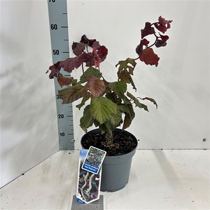 Corylus avellana 'Red Majestic'