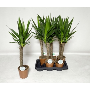 YUCCA