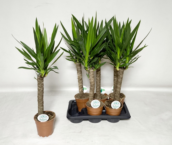 <h4>YUCCA</h4>